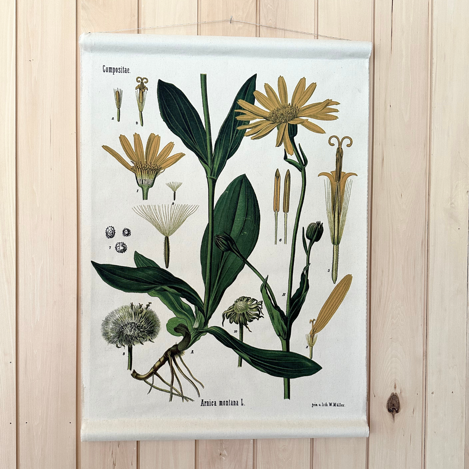 Canvas Wall Hanging - Arnica Flower
